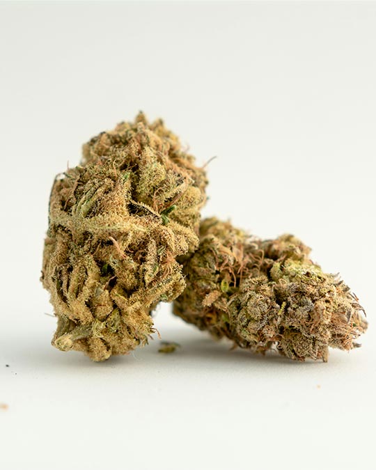 Buy Lilac Diesel