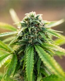 Buy Kandy Kush
