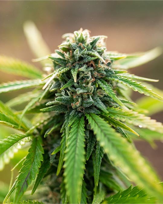Buy Kandy Kush