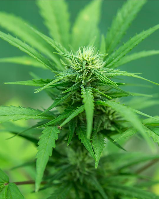 Buy Lilac Diesel