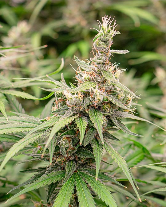 Buy Orange Kush Cake