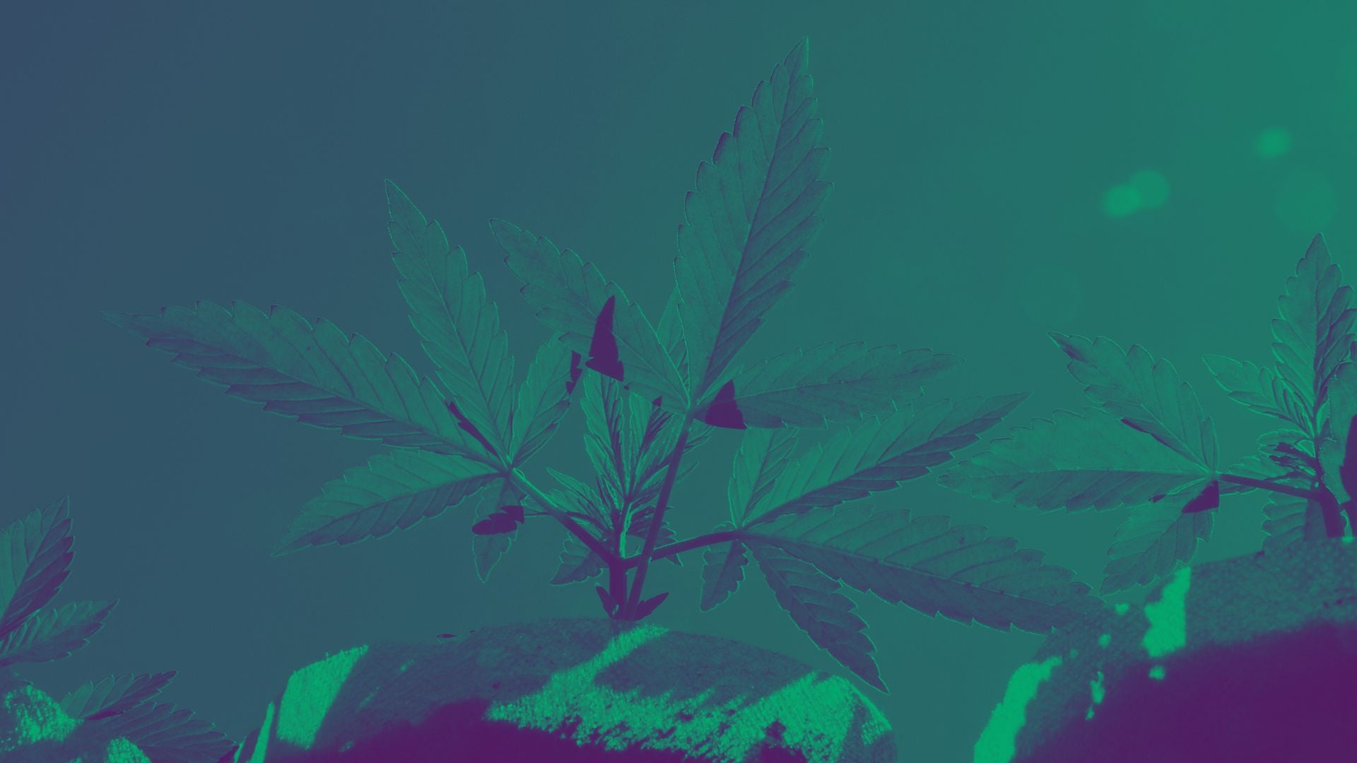 Our 5 Fastest Growing Autoflower Cultivars