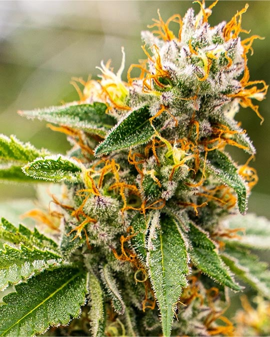 Buy Kandy Kush