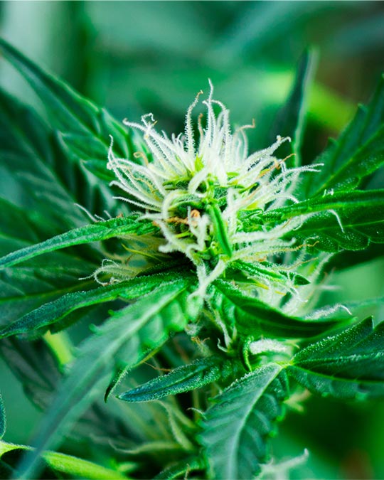 Buy Lilac Diesel