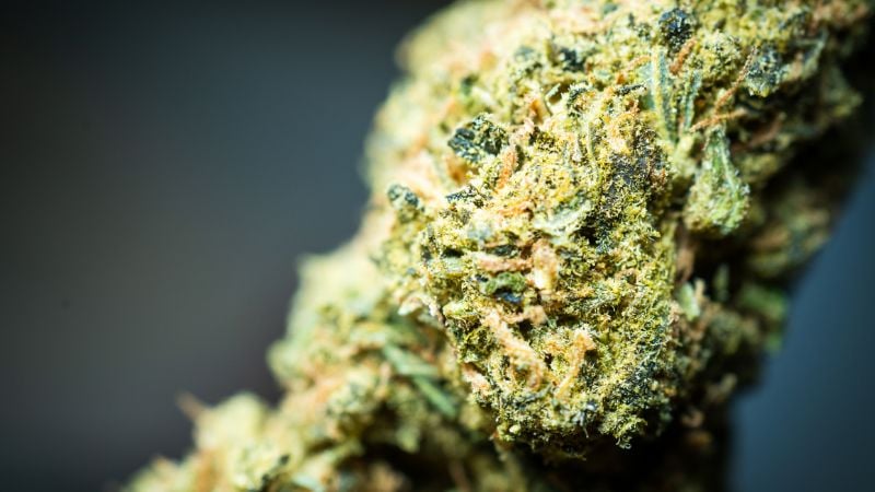 Growers Choice: Our 5 Most Potent High THC Strains to Grow