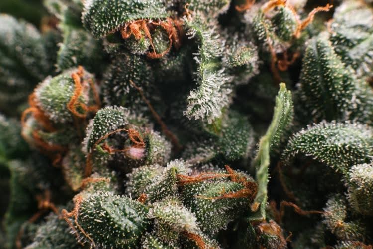 What Is Snow Caps Weed? A Complete Guide for Growers and Enthusiasts