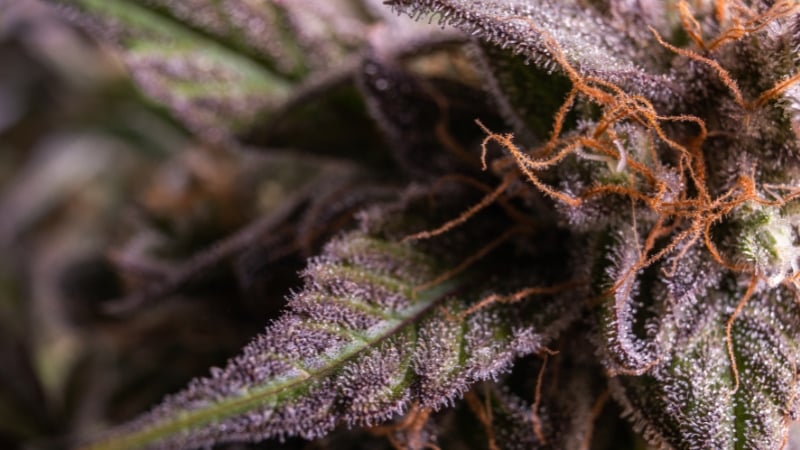 Our 5 Strongest Indica Strains to Grow at Home