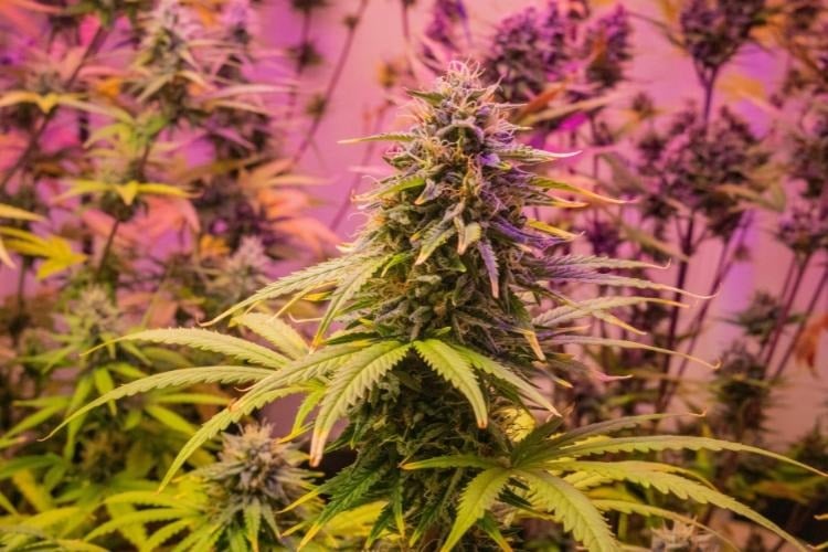 10 Best Types of Blue Weed for Home Growers