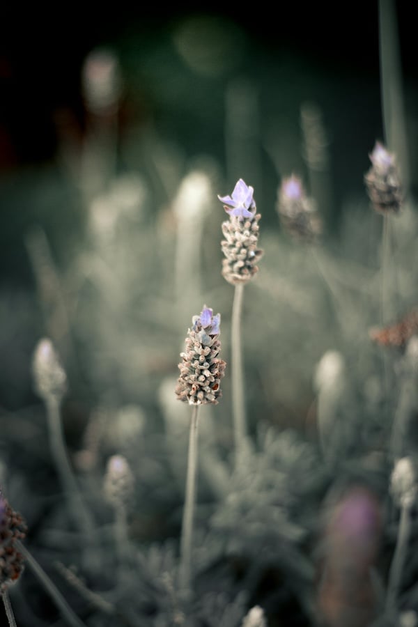 Lavender growing outdoors.