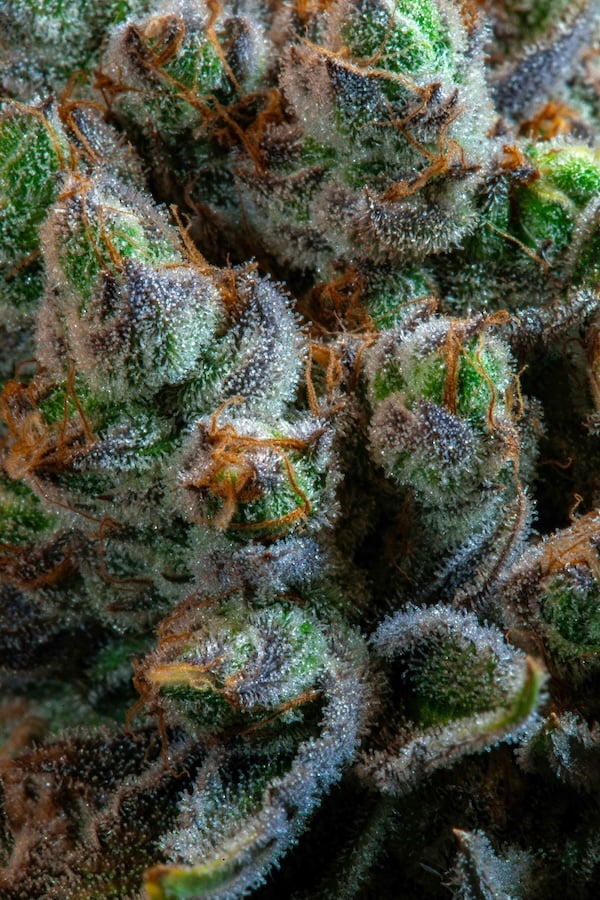 cannabis buds with orange pistils and white trichomes