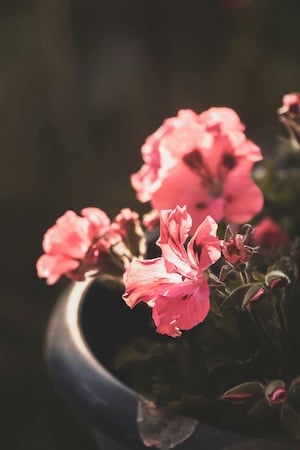 A close-up shot of pink geraniums.
