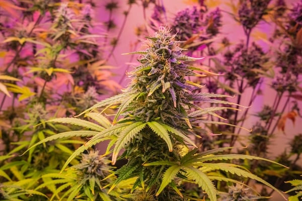 cannabis plant under pink light