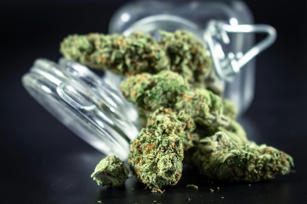 7 Cannabis Terpenes New Growers Should Know