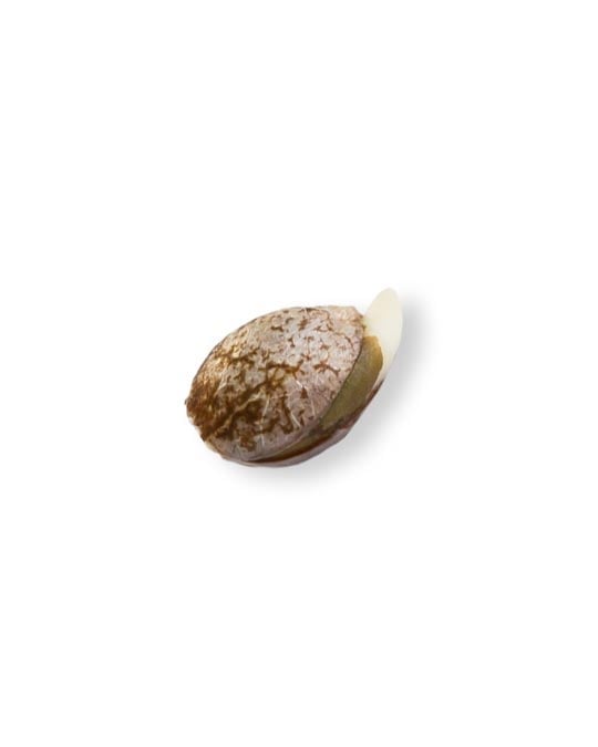 shop-your-choice-weed-seeds-banana-jealousy