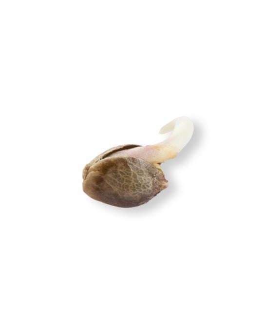 shop-your-choice-weed-seeds-donutz