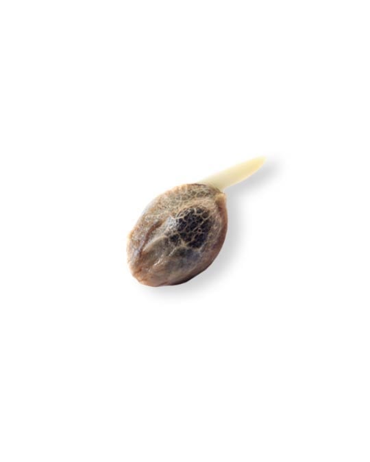 shop-your-choice-weed-seeds-platinum-garlic