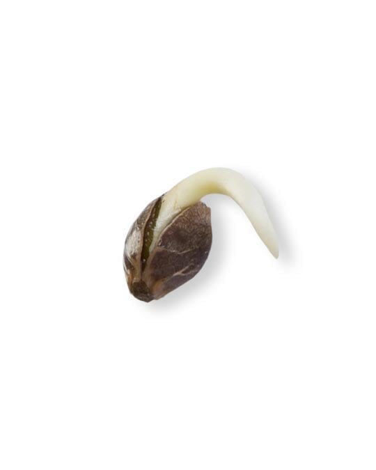 shop-your-choice-weed-seeds-wedding-cheesecake
