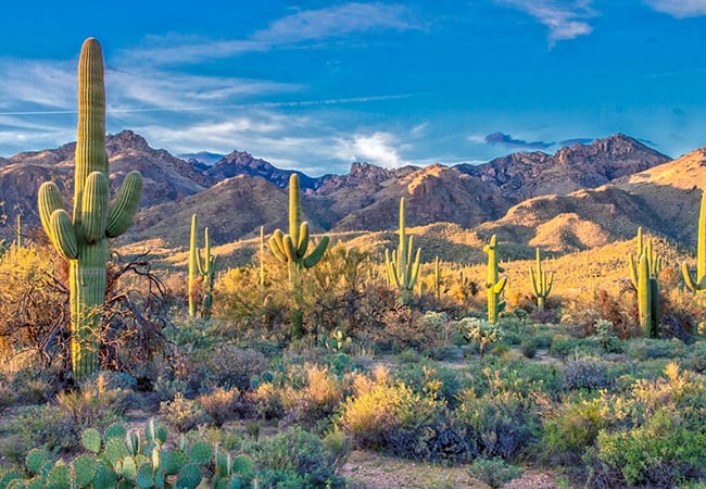 Buying Cannabis Seeds in Arizona