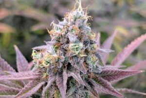 High-resolution shot of a lilac-colored cannabis plant