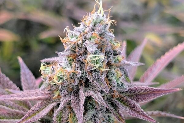 3 Mimosa Strains for New Growers