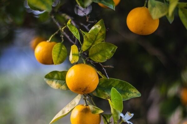 oranges growing on a tree in the sunlight