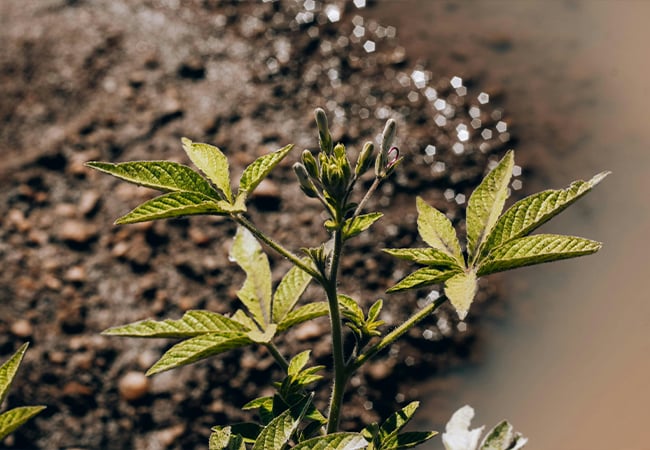 Cannabis plant growing outside