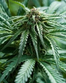 Buy Chemdawg