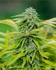 Buy Blue Skunk