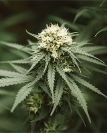 Buy Chem Valley Kush