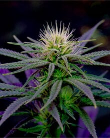 Buy Critical Purple Kush
