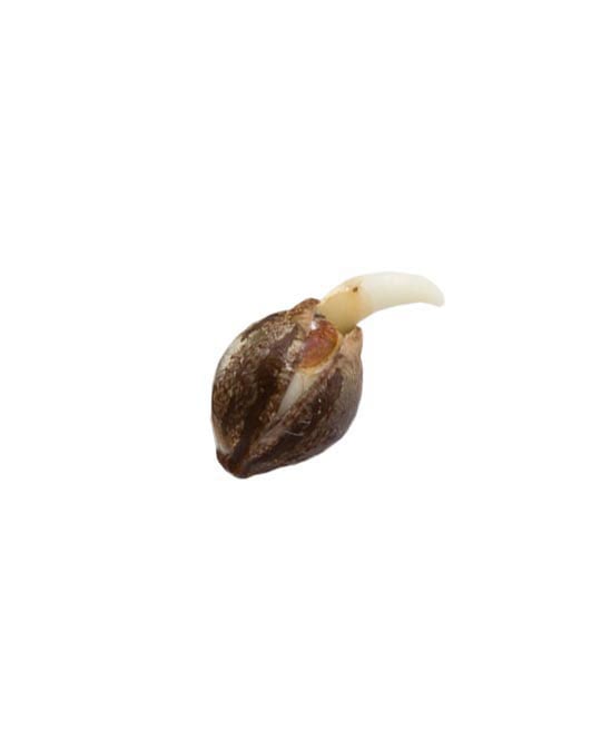 shop-your-choice-weed-seeds-blue-skunk
