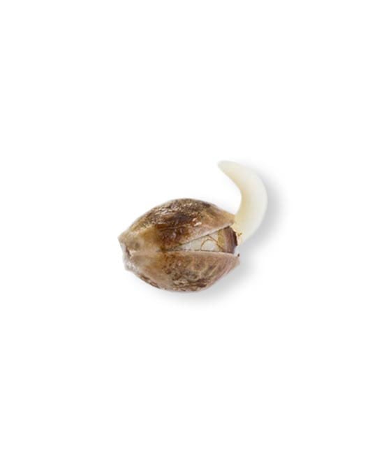 shop-your-choice-weed-seeds-lilac-cookies