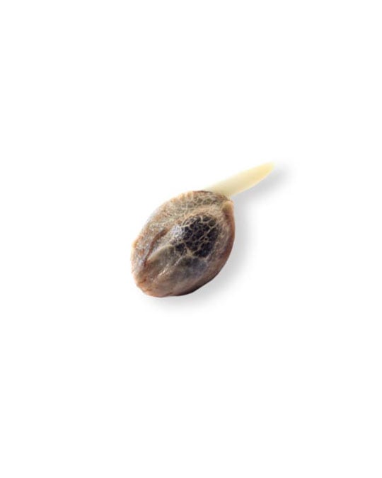 shop-your-choice-weed-seeds-new-money