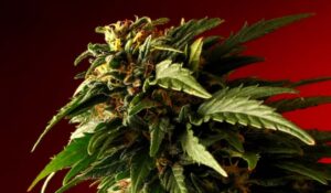 vibrant green autoflowering cannabis plant