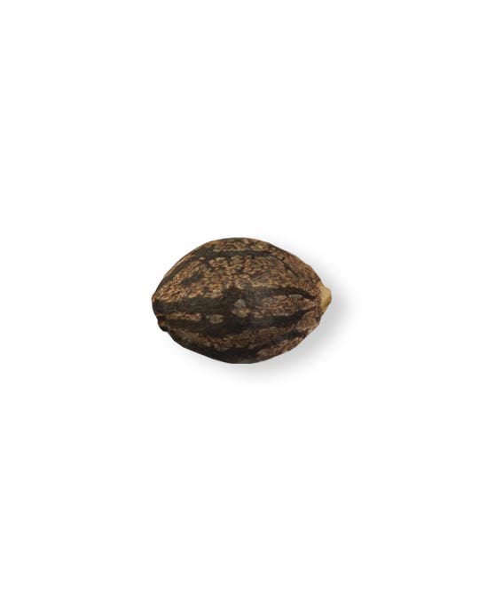 shop-your-choice-weed-seeds-lemon-cherry-gelato