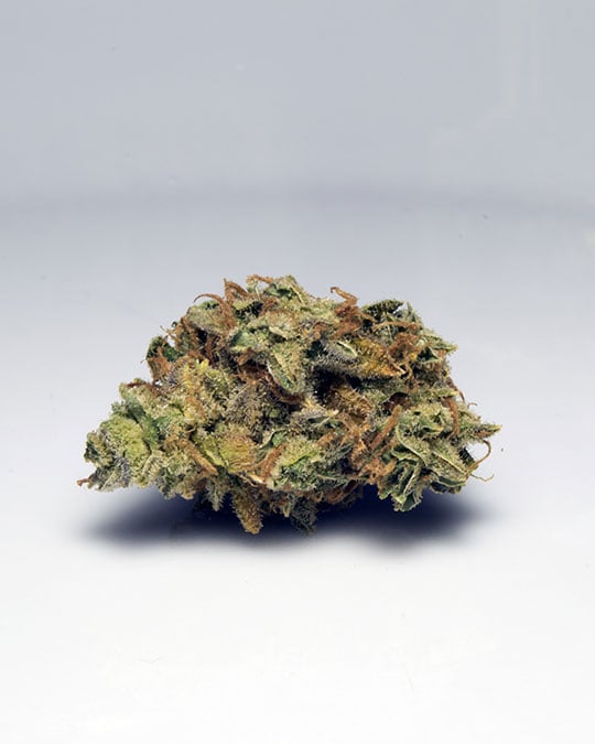 Buy Blumosa