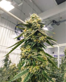 Buy Biker Kush