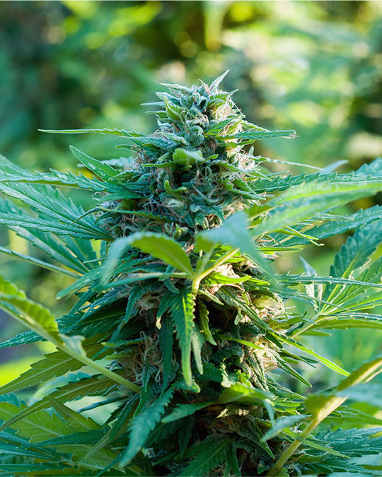 buy-premium-feminized-cannabis-Mimosa-Orange-Punch
