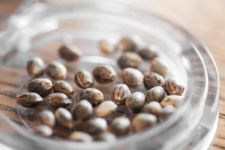 Cannabis seeds used to grow terpene-rich plants.
