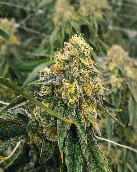 Buy Biker Kush