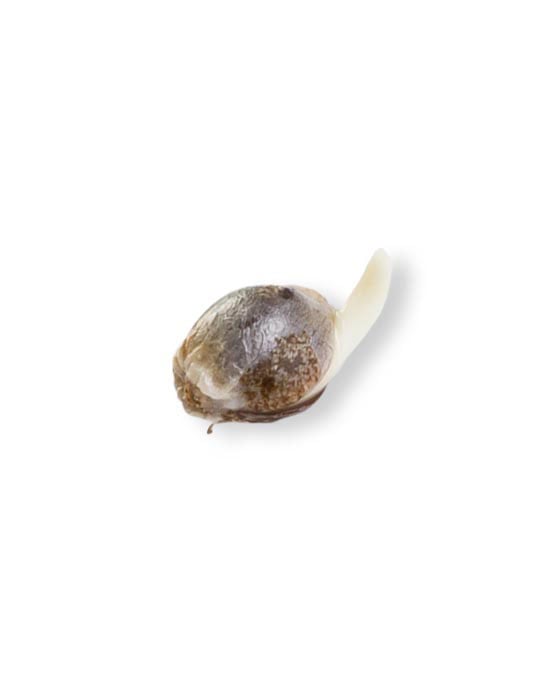 shop-your-choice-weed-seeds-Yuzu-Sour-Auto