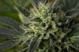 A vivid green cannabis plant
