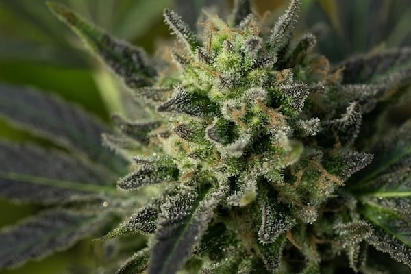 A vivid green cannabis plant