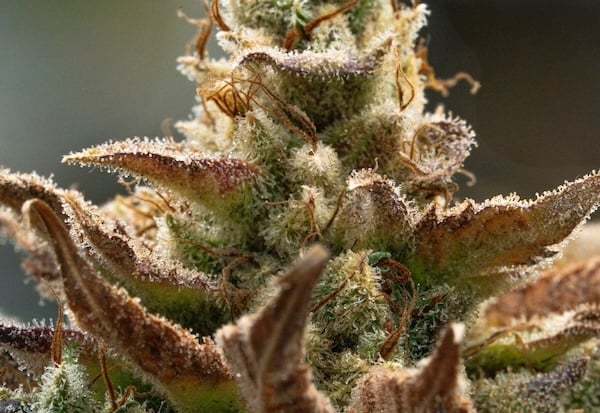 A detailed shot of a cannabis plant with ambert tones and soft lighting.