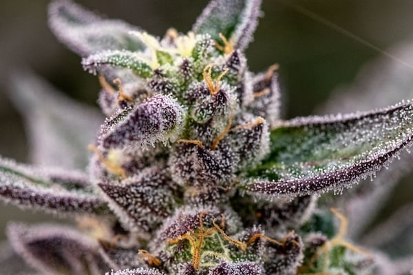 When to harvest cannabis: Detailed shot of cannabis trichomes