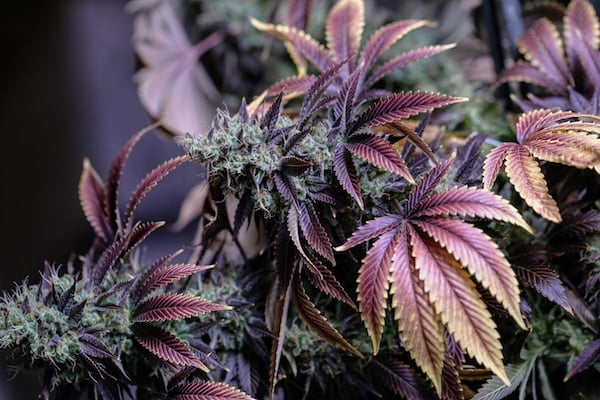 A mature, well-lit cannabis plant with purple and magenta tones.
